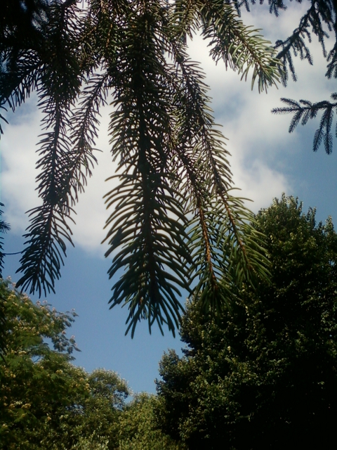 Picea abies e Pinus sp. pl.